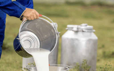 Net zero dairy: EU project seeks to electrify milk production